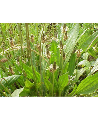 Llantén hoja estrecha