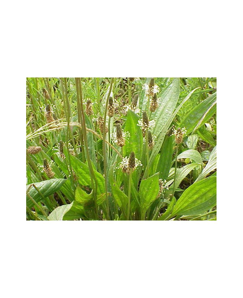 Llantén hoja estrecha