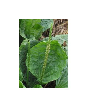 Llantén hoja ancha