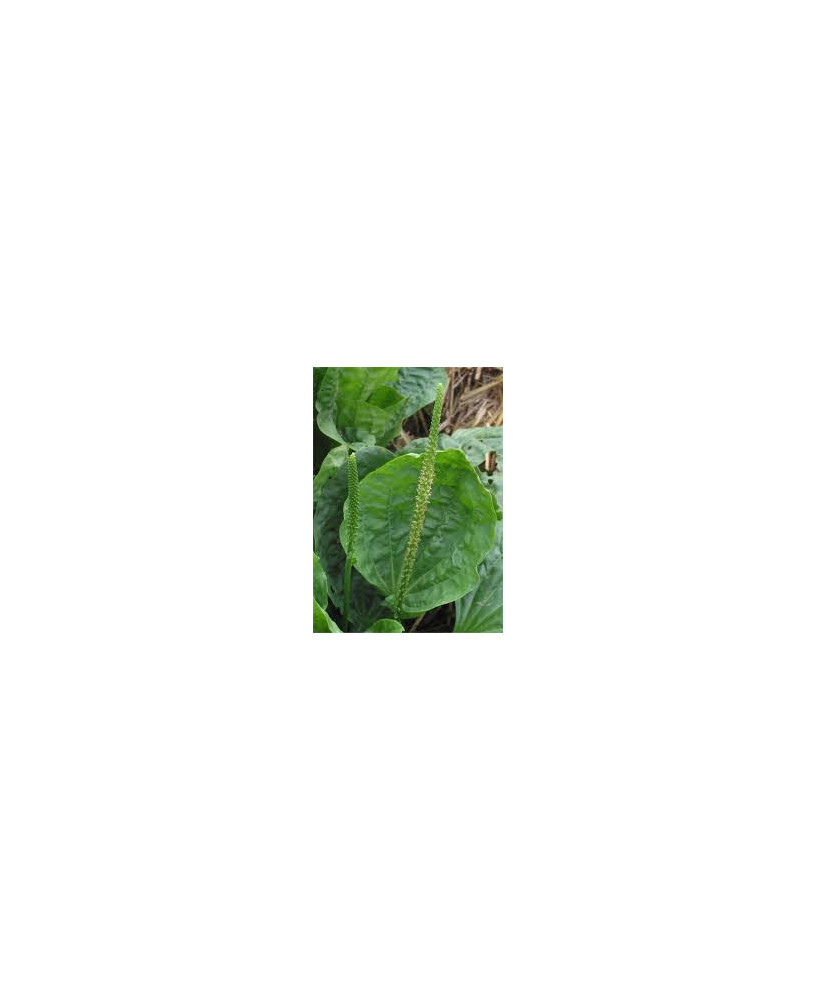 Llantén hoja ancha