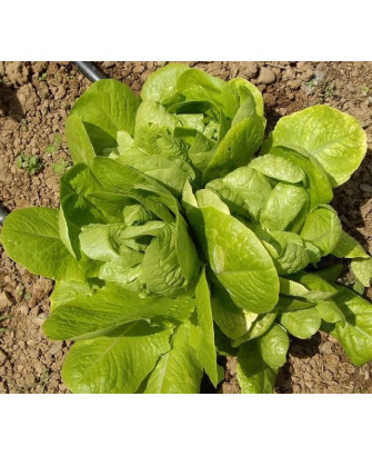 Lechuga de los tres ojos