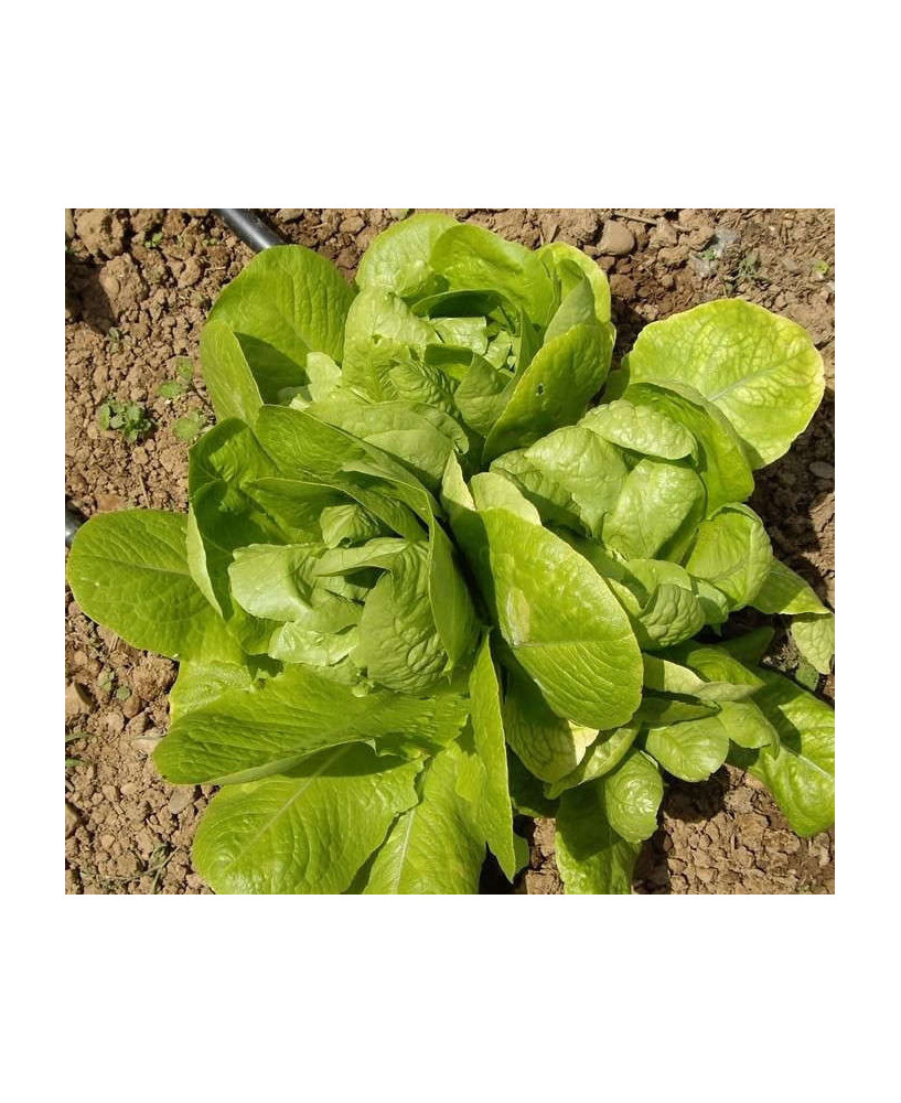 Lechuga de los tres ojos