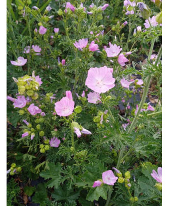 Malva Moschata Rosa