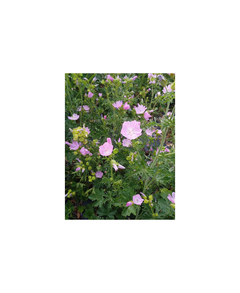Malva Moschata Rosa