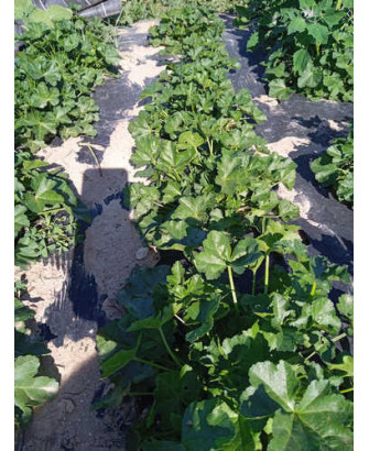 Malva Moschata blanca
