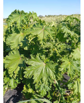 Malva de China