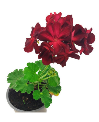Geranio tradicional flor roja