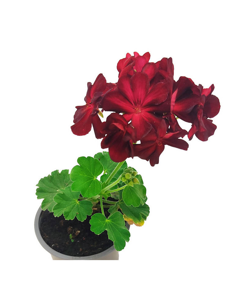 Geranio tradicional flor roja