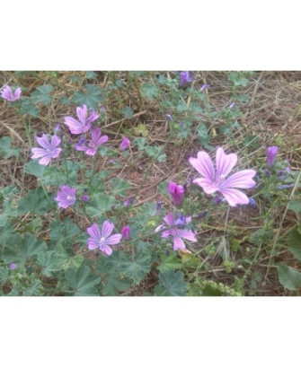 Malva