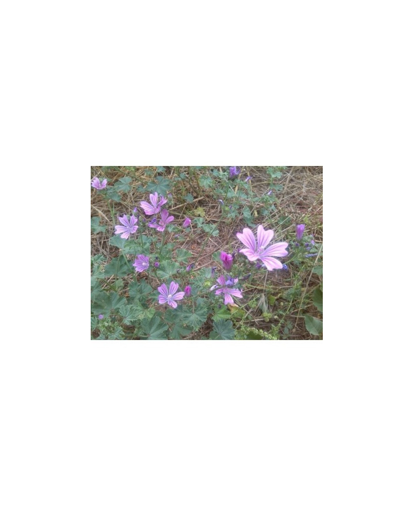 Malva