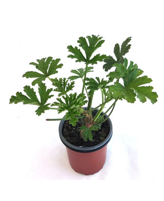 Geranio aroma albaricoque