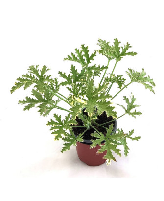Geranio olor menta