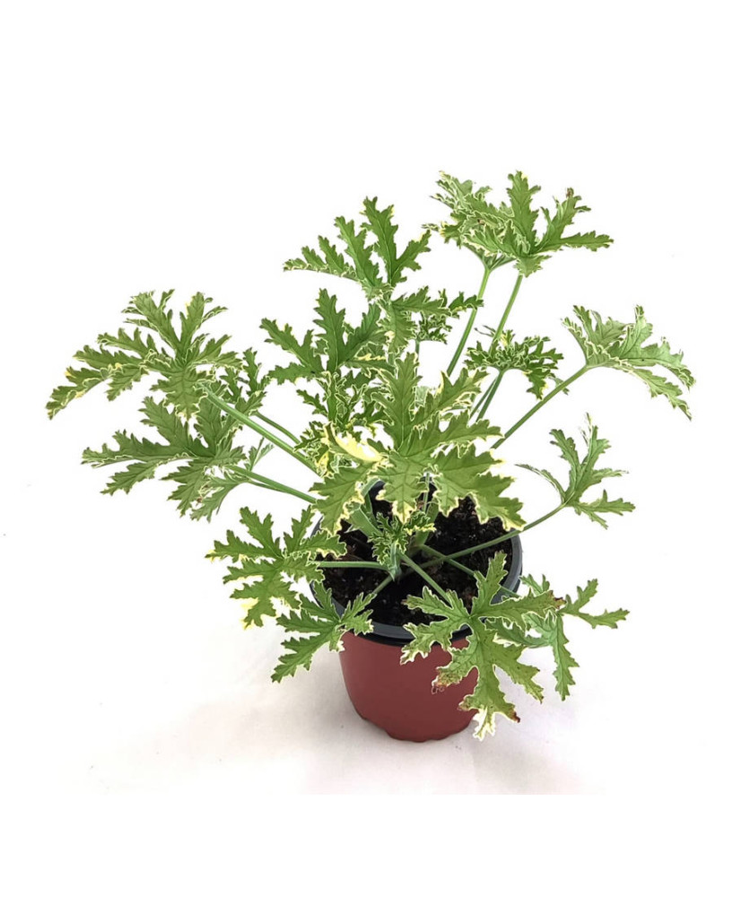 Geranio olor menta