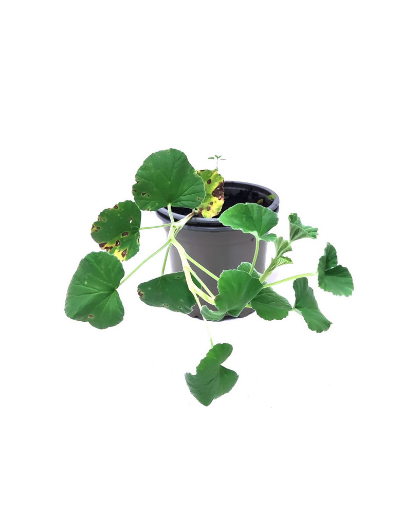 Geranio medicinal