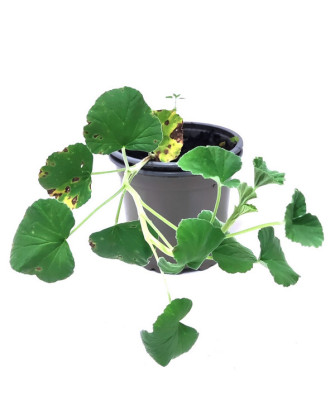 Geranio medicinal
