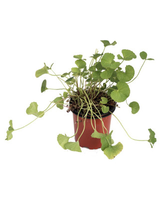 Gotu Kola