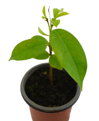 Graviola