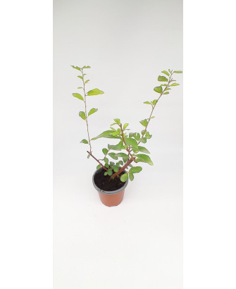 Grewia occidental