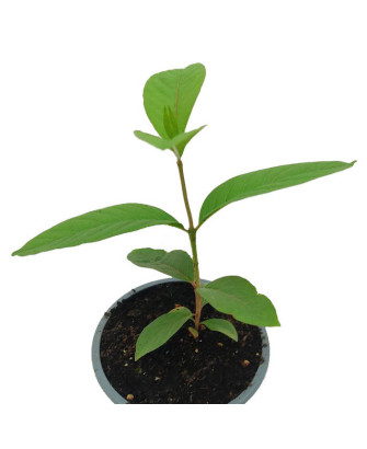 Guayaba blanca