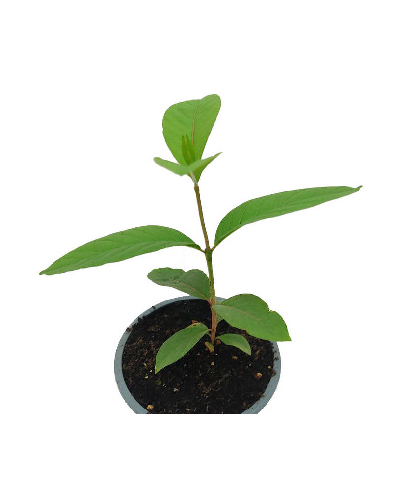 Guayaba blanca