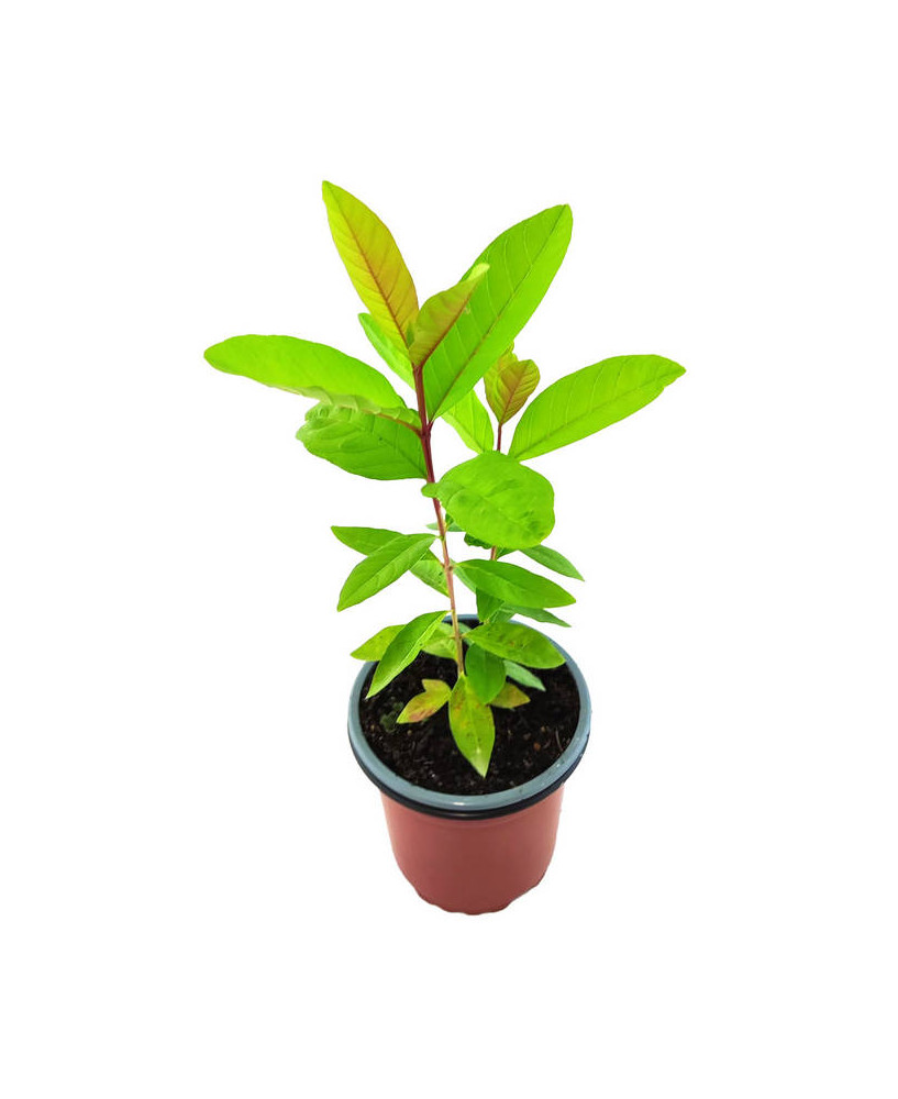 Guayaba forma pera