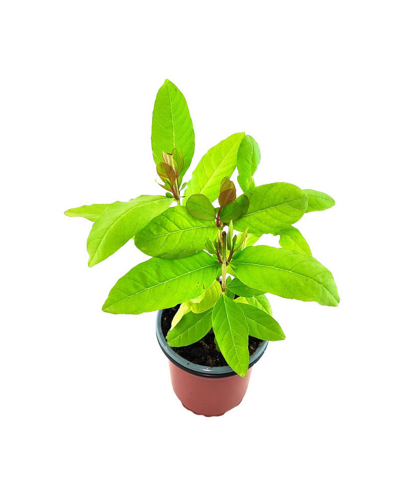 Guayaba roja