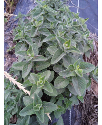 Menta Acuática