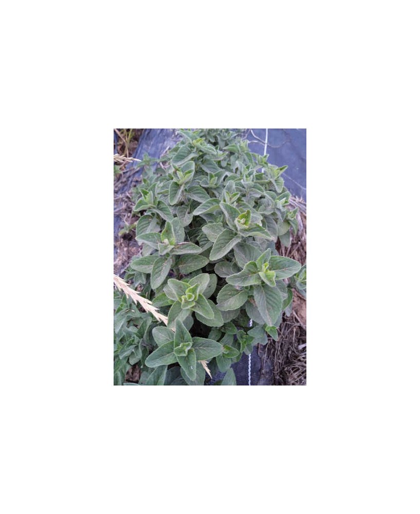 Menta Acuática