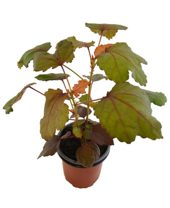 Hibisco acetosella