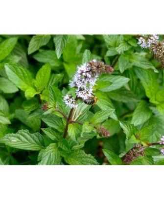 Menta piperita