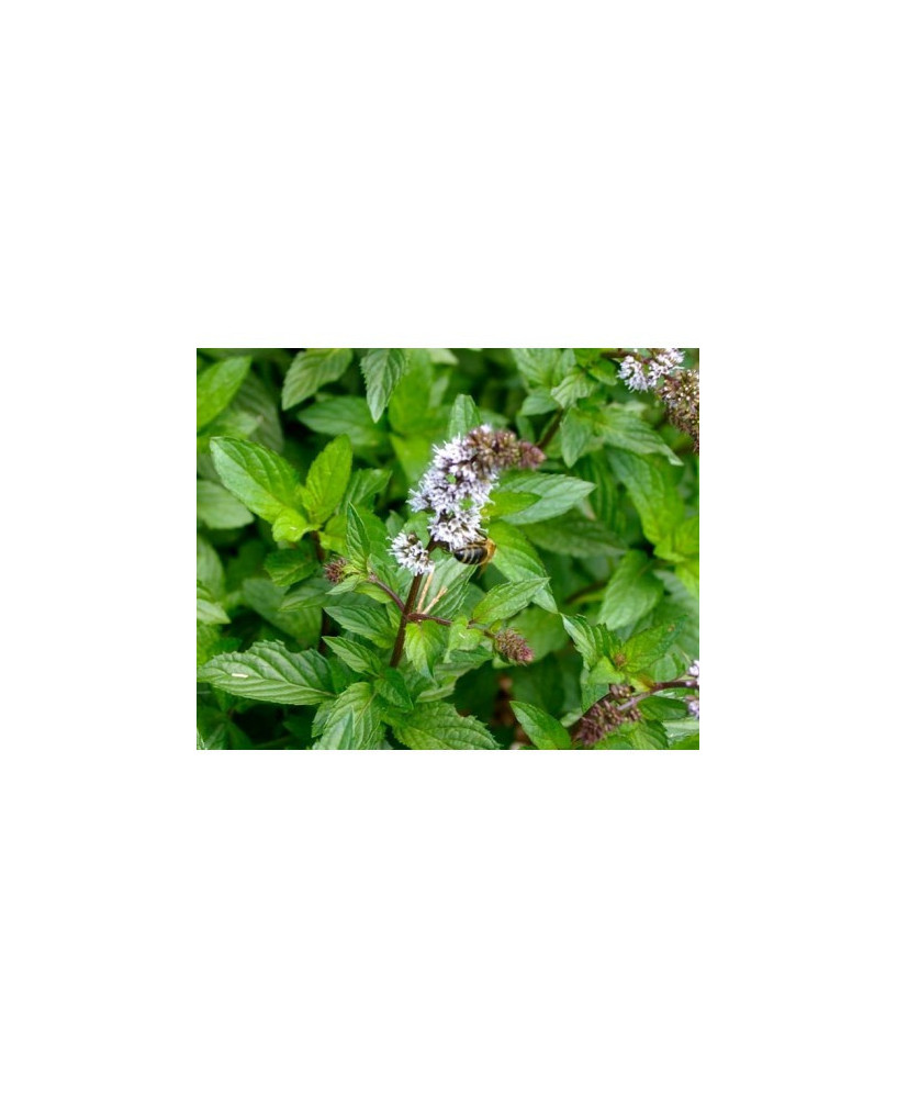 Menta piperita