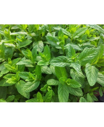 Menta Poleo