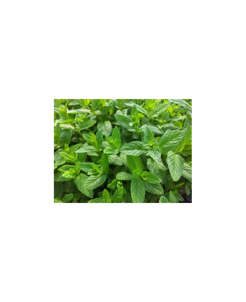 Menta Poleo