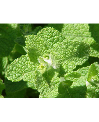 Menta rotundifolia