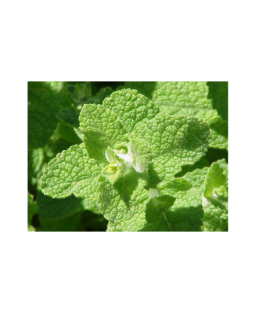 Menta rotundifolia