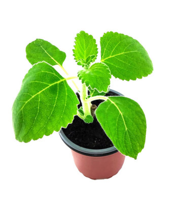 Hoja limón australiana