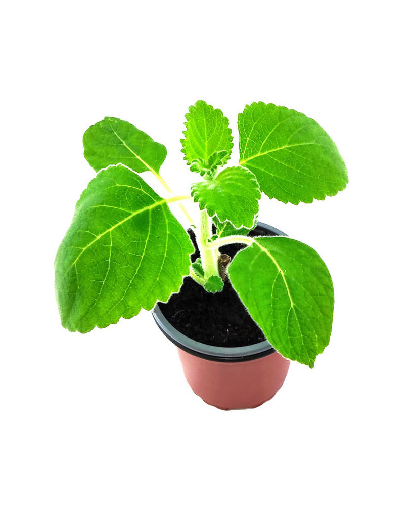 Hoja limón australiana