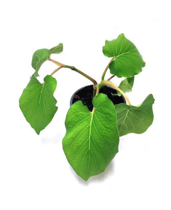 Hoja santa