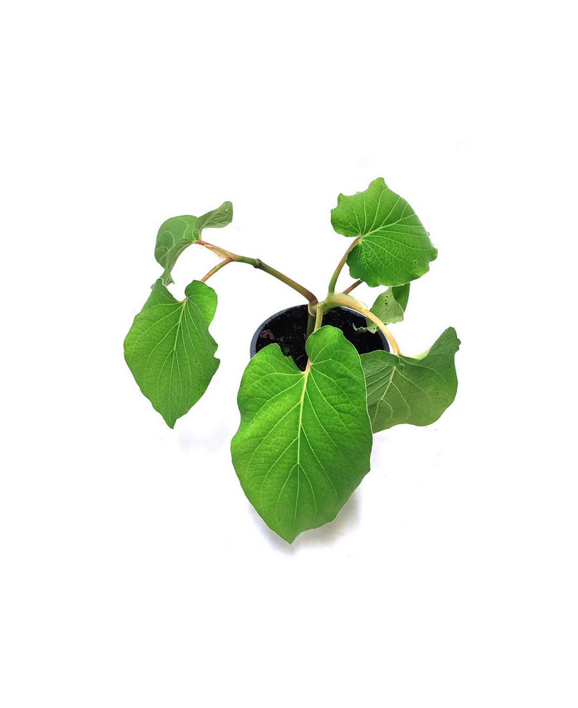 Hoja santa