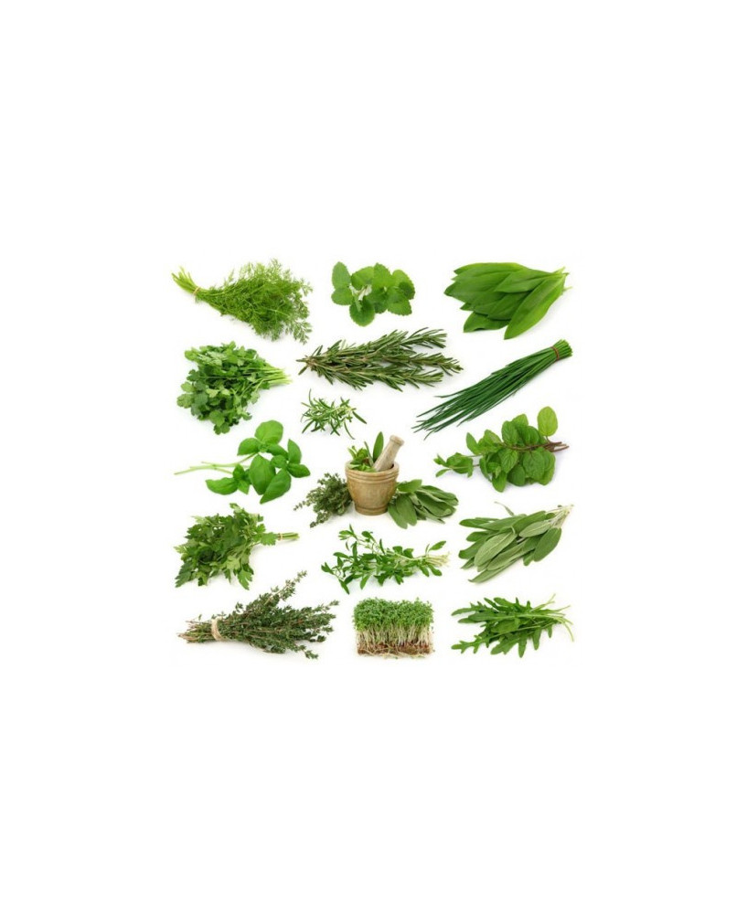 Mézclum de Hierbas Perenne para Ensalada