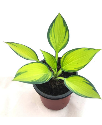 Hosta june x tardiana