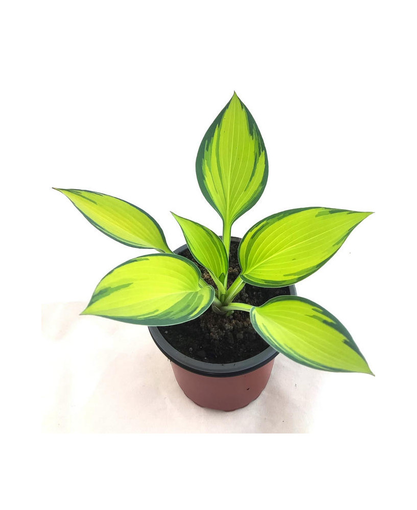 Hosta june x tardiana