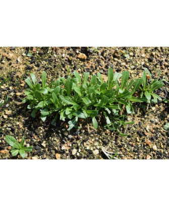 Mibuna hoja ensalada