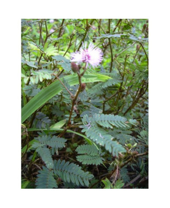 Mimosa Púdica