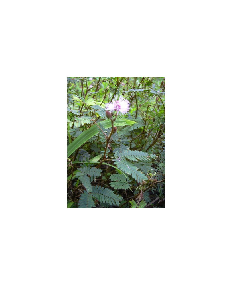 Mimosa Púdica