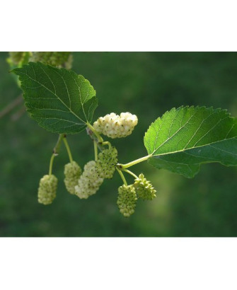 Morera blanca semillas-arboles