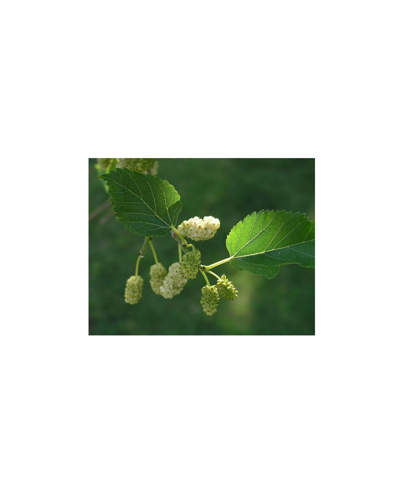 Morera blanca semillas-arboles