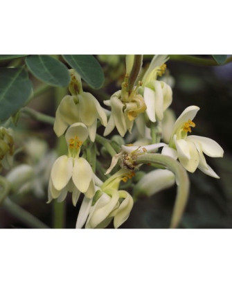 Moringa