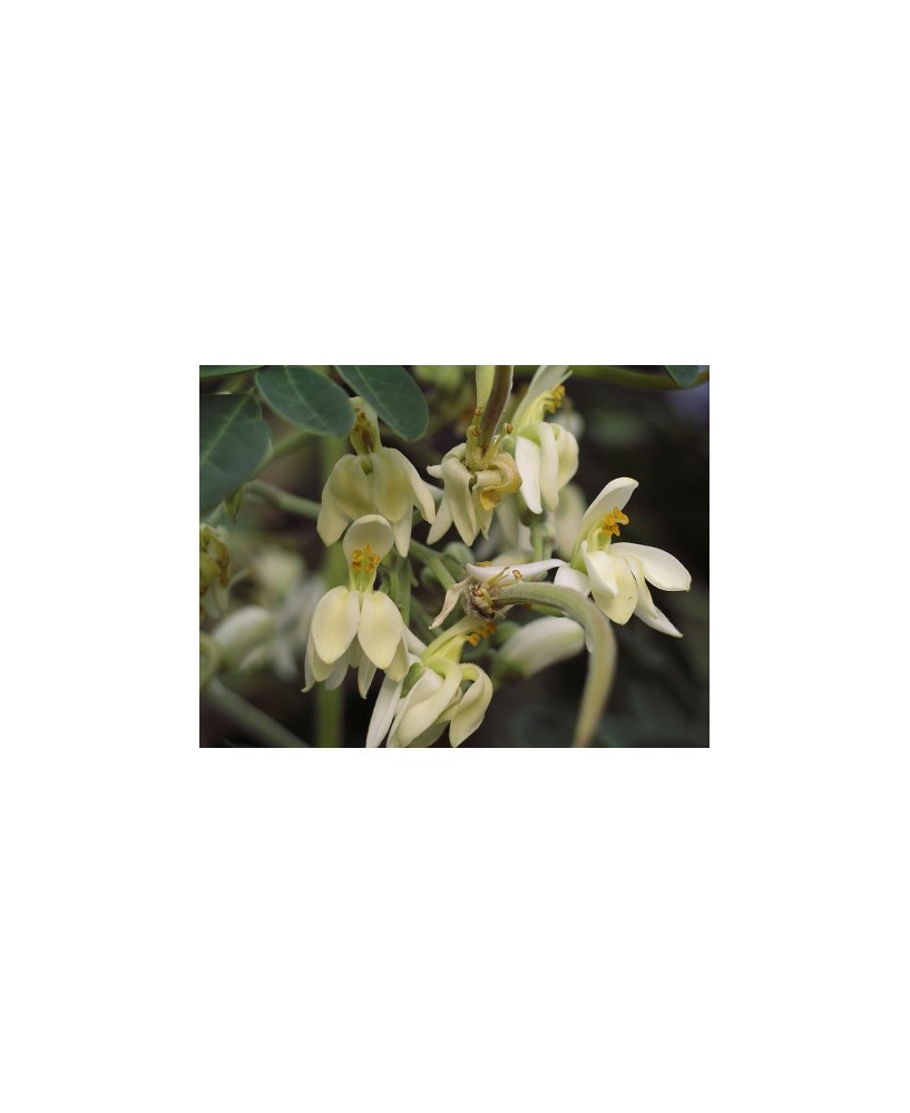 Moringa, 1kg