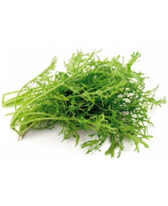 Mostaza verde rizada